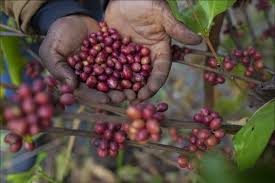 Excelsa coffee: a game-changer for South Sudan's agricultural sector